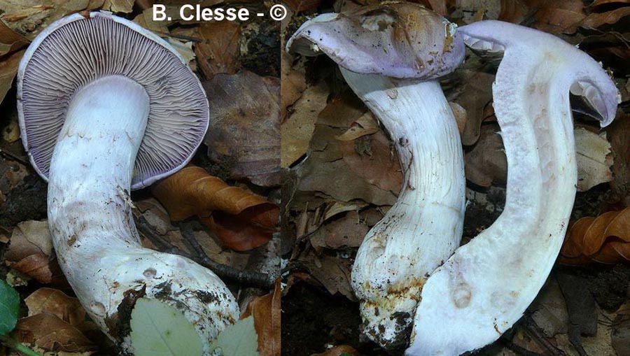 Cortinarius largus