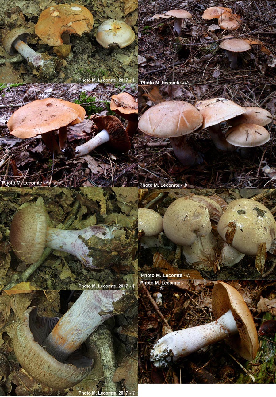 Cortinarius largus