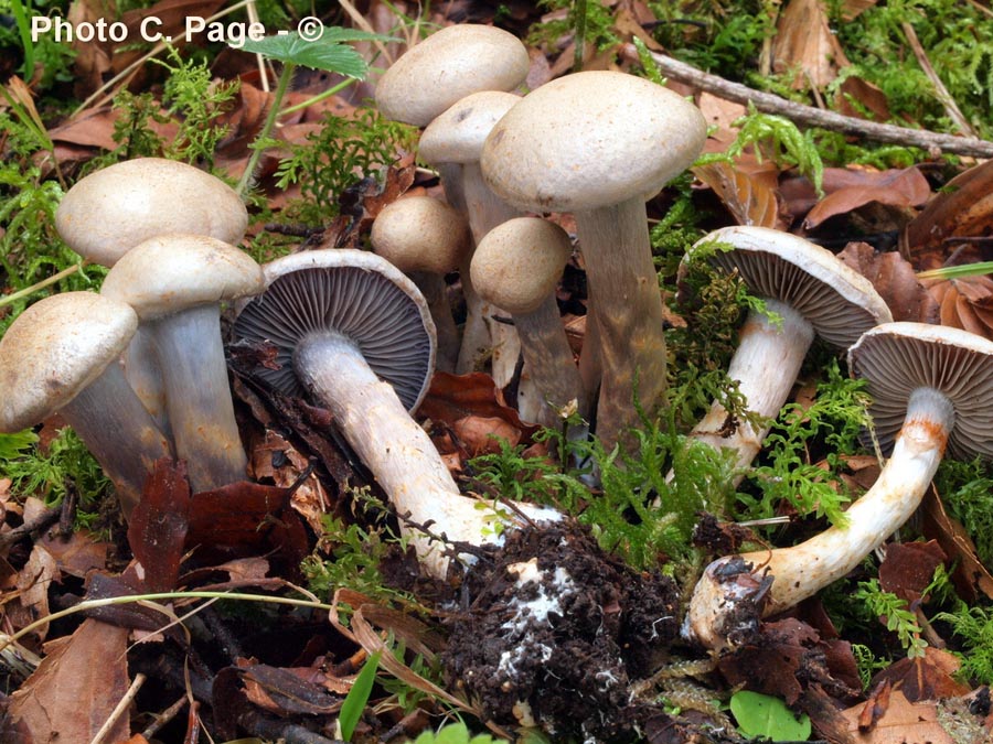 Cortinarius lebretonii