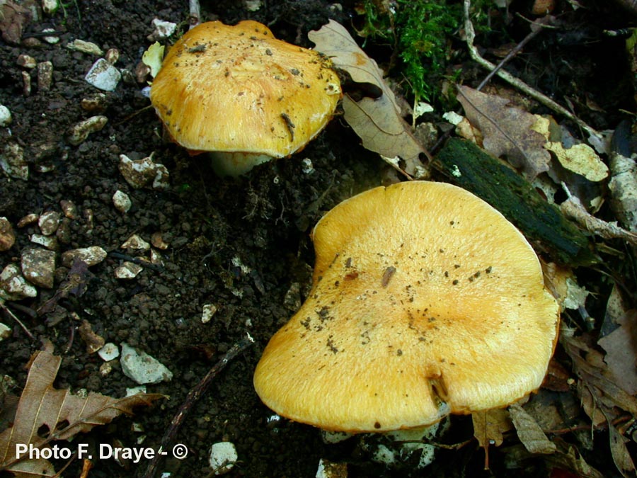 Cortinarius luteoimmarginatus