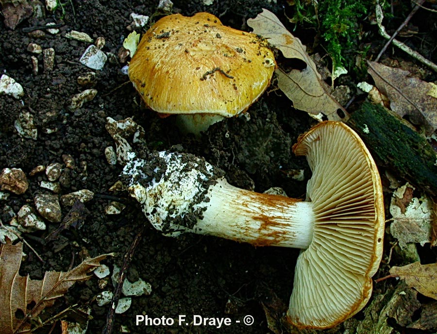 Cortinarius luteoimmarginatus