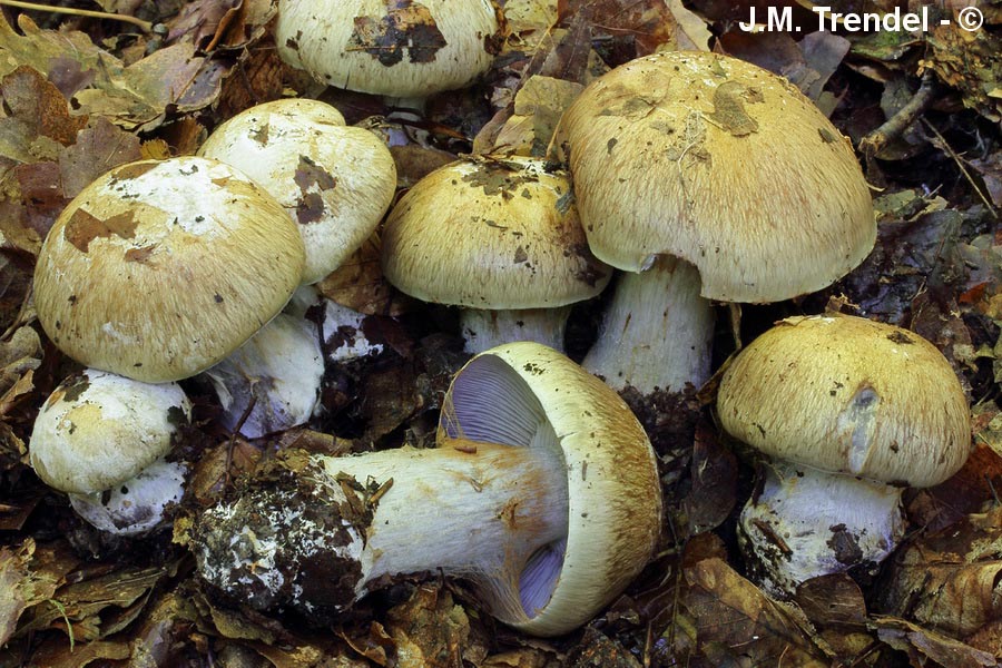 Cortinarius magicus