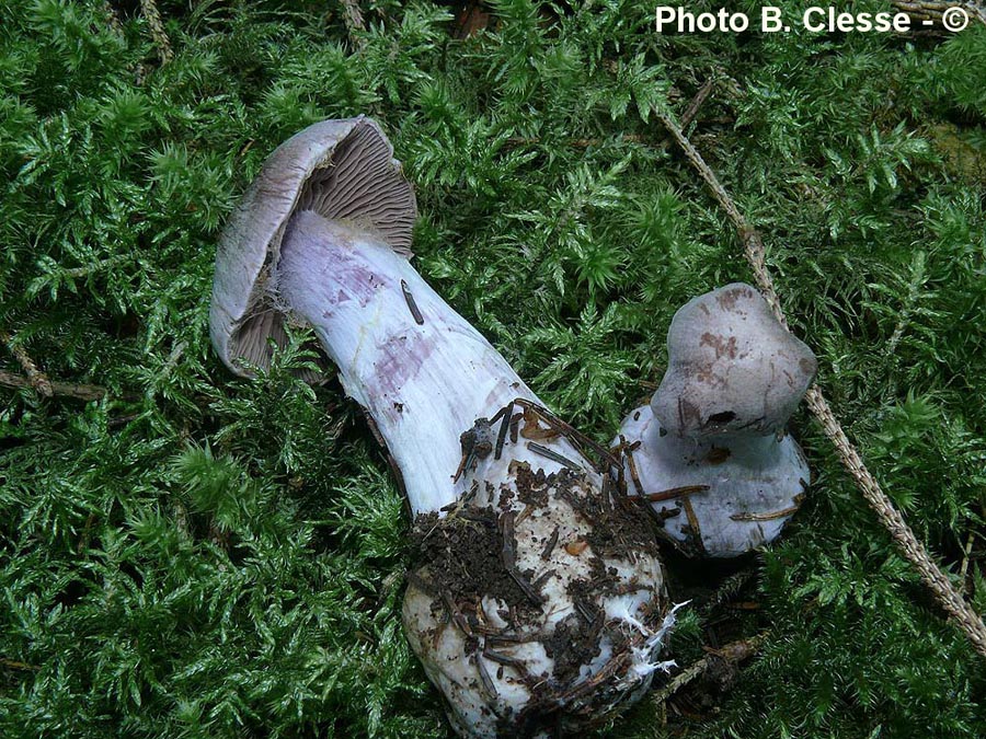 Cortinarius malachius