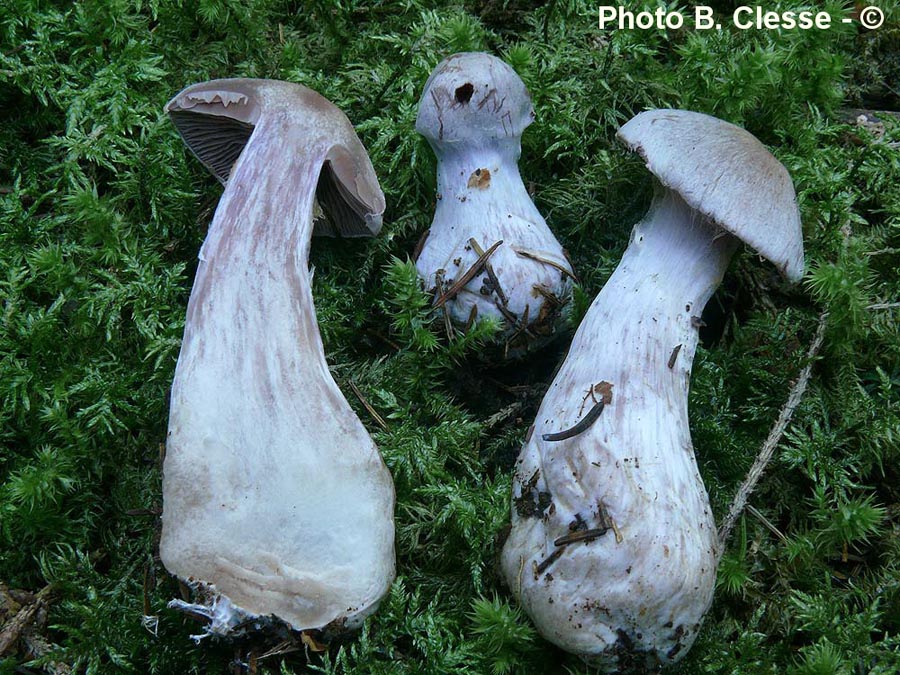 Cortinarius malachius