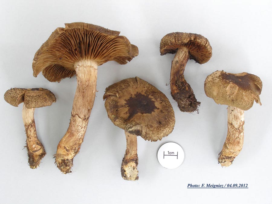 Cortinarius melanotus