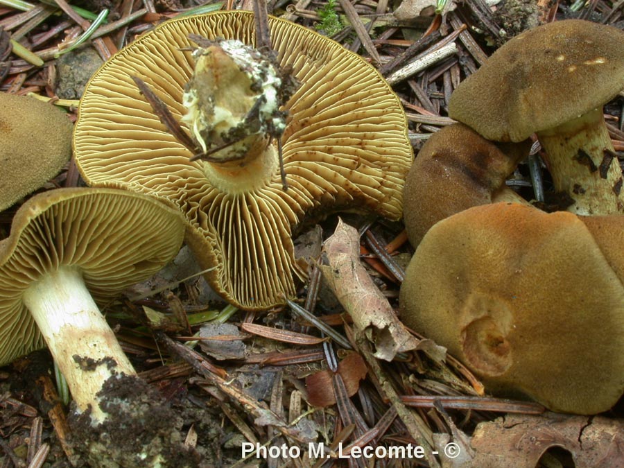 Cortinarius melanotus