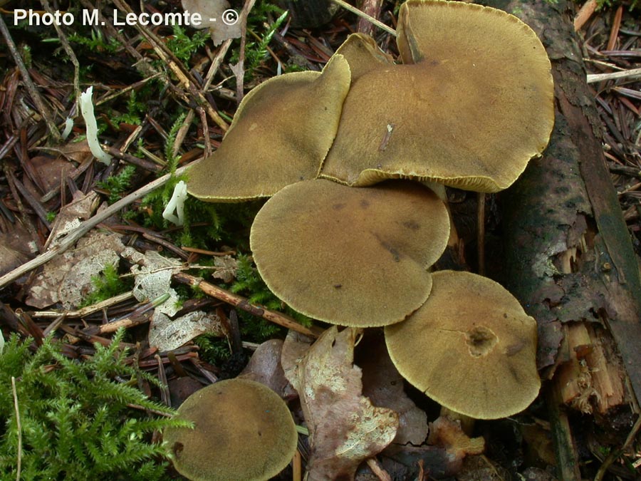 Cortinarius melanotus