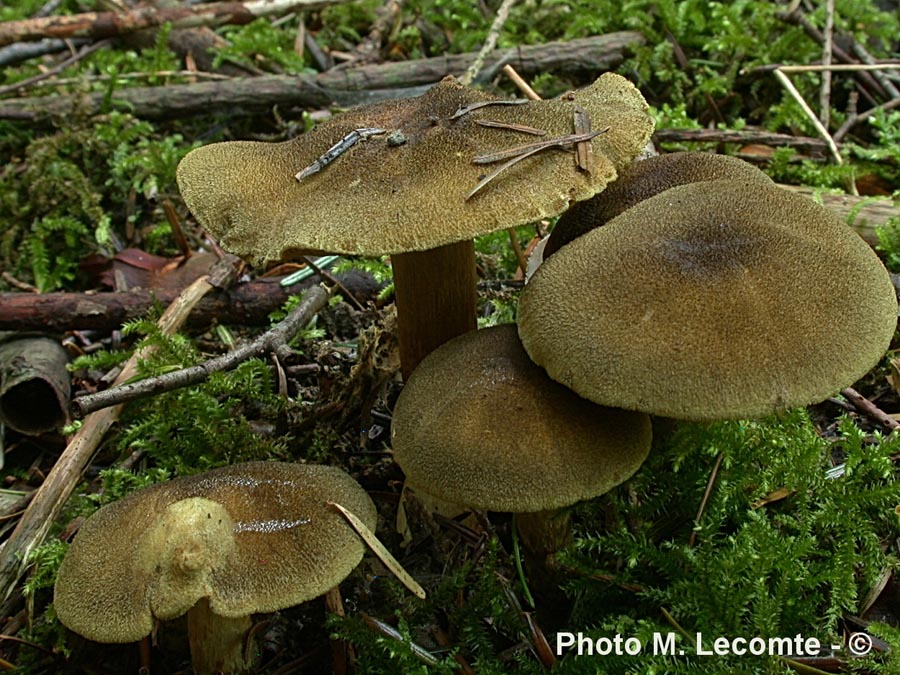 Cortinarius melanotus