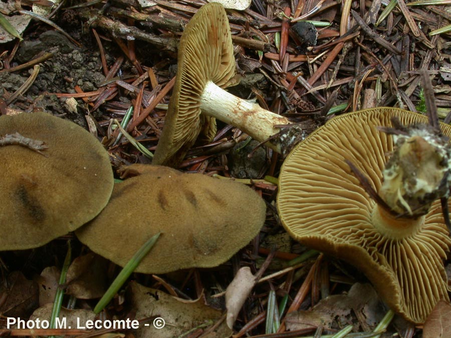 Cortinarius melanotus