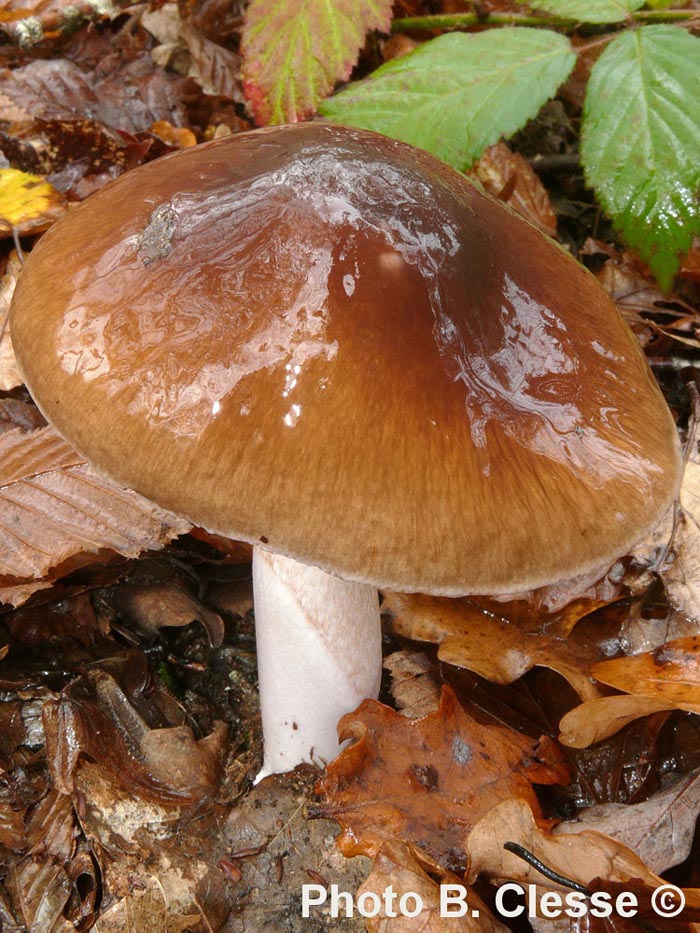 Cortinarius mucifloides