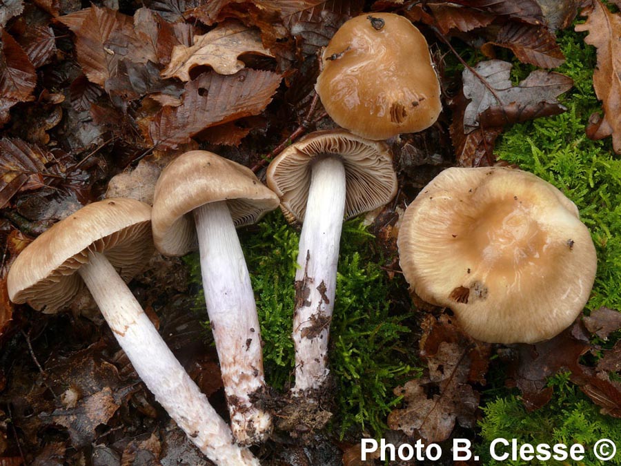 Cortinarius mucifloides