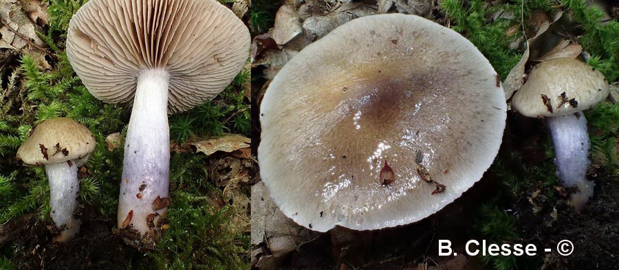 Cortinarius mucifloides