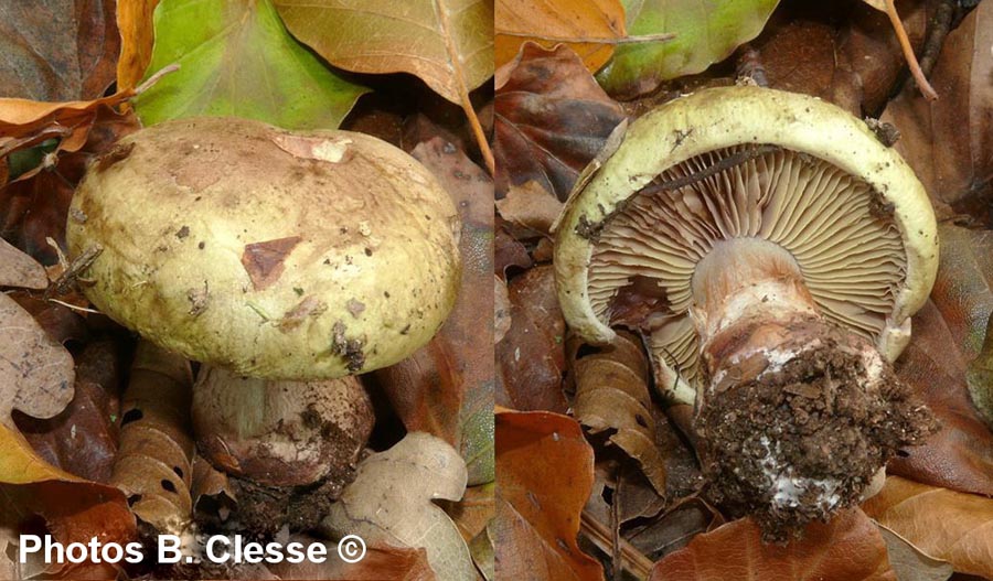 Cortinarius nanceiensis