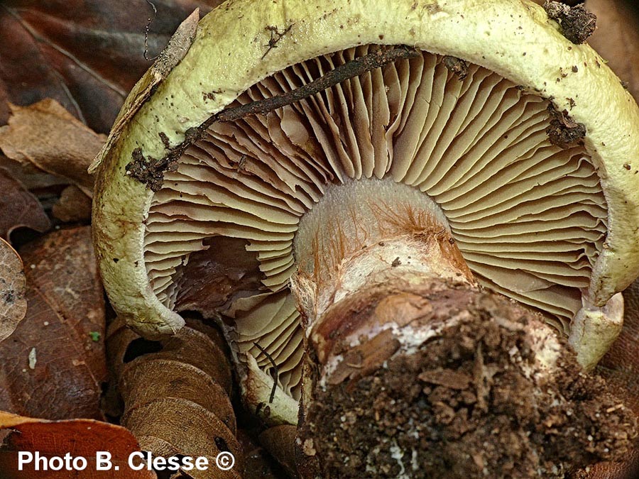 Cortinarius nanceiensis