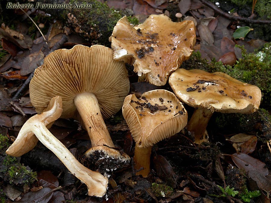 Cortinarius natalis