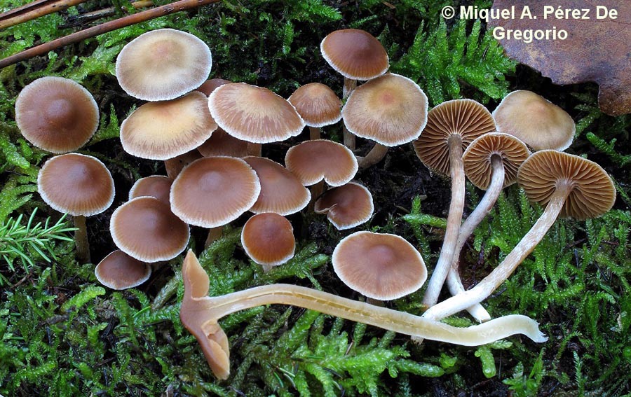 Cortinarius obtusus