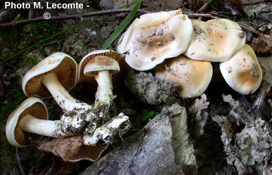 Cortinarius ochroleucus