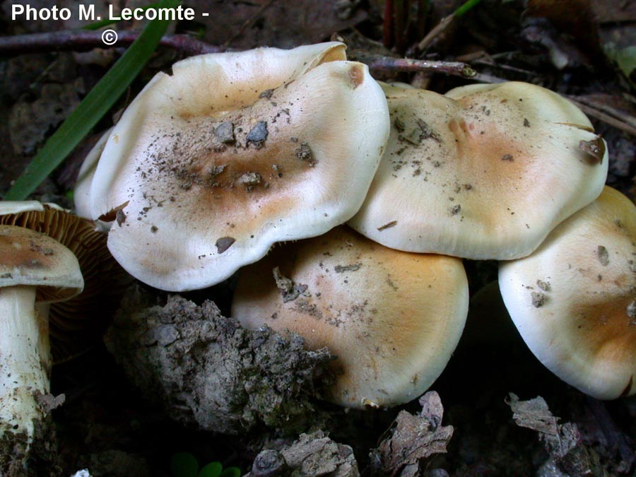 Cortinarius ochroleucus