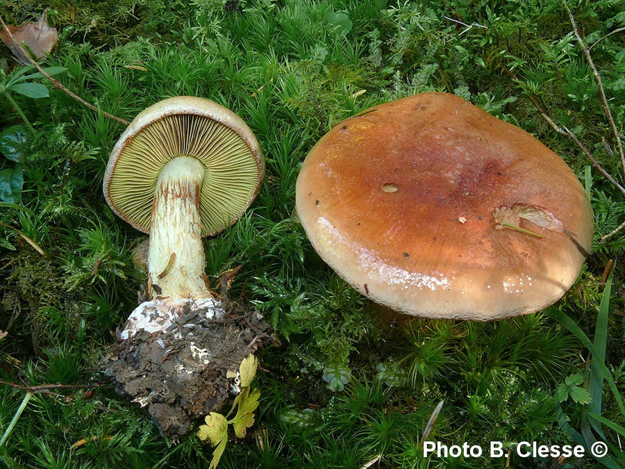 Cortinarius odorifer