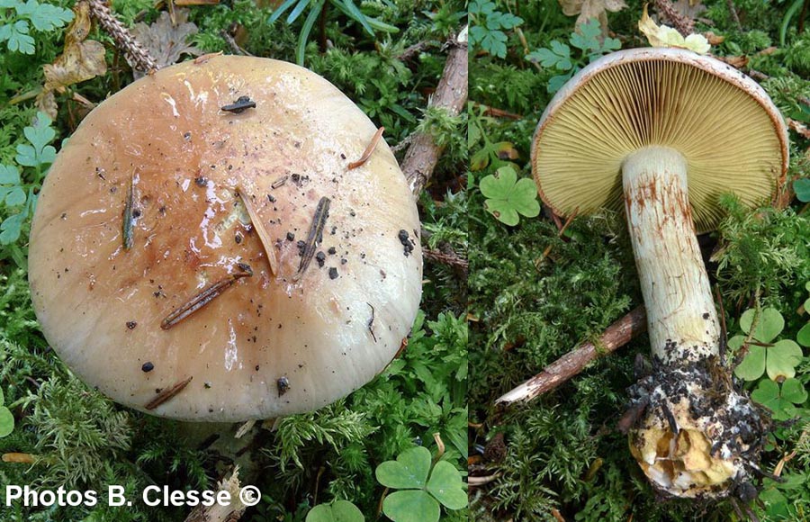 Cortinarius odorifer