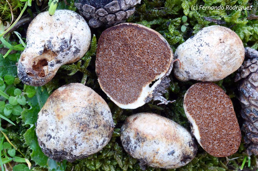 Cortinarius olens