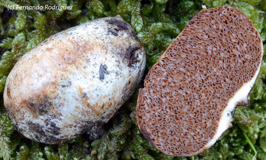 Cortinarius olens