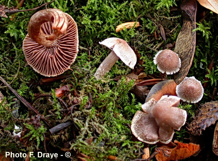 Cortinarius paleaceus