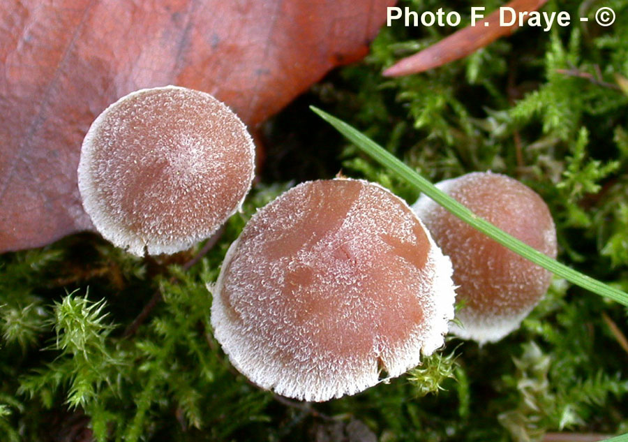 Cortinarius paleaceus