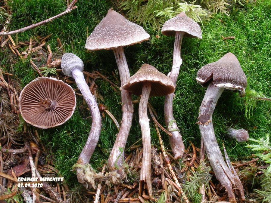 Cortinarius paleaceus