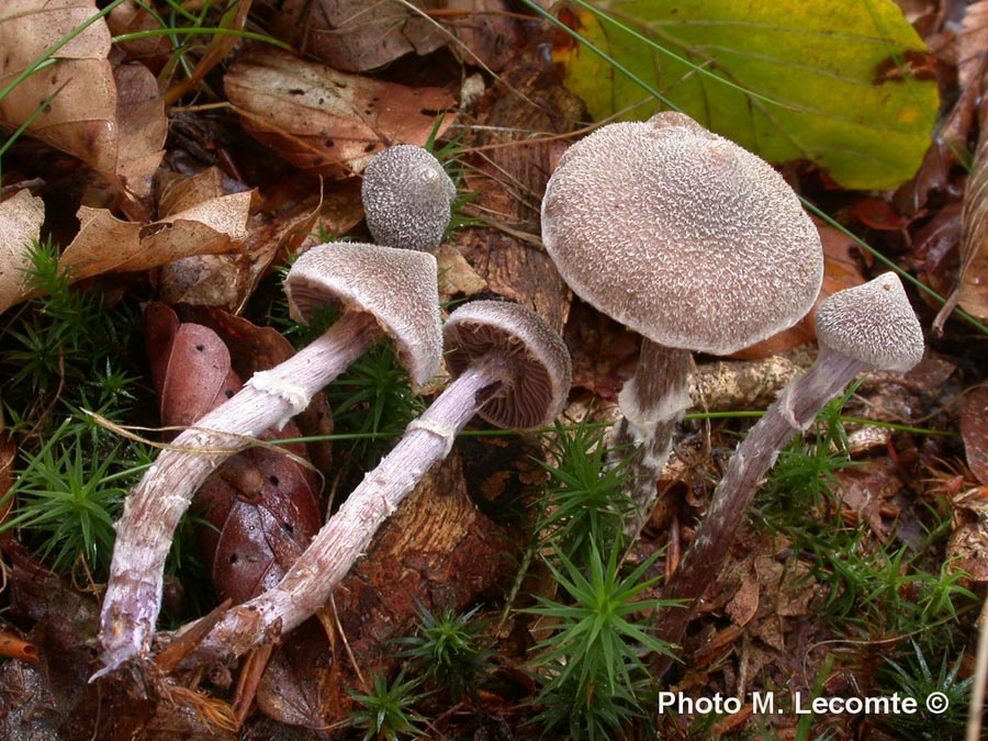 Cortinarius paleaceus