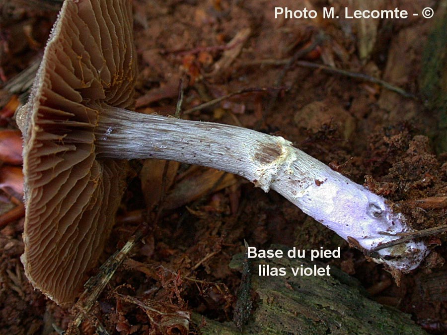 Cortinarius paleifer