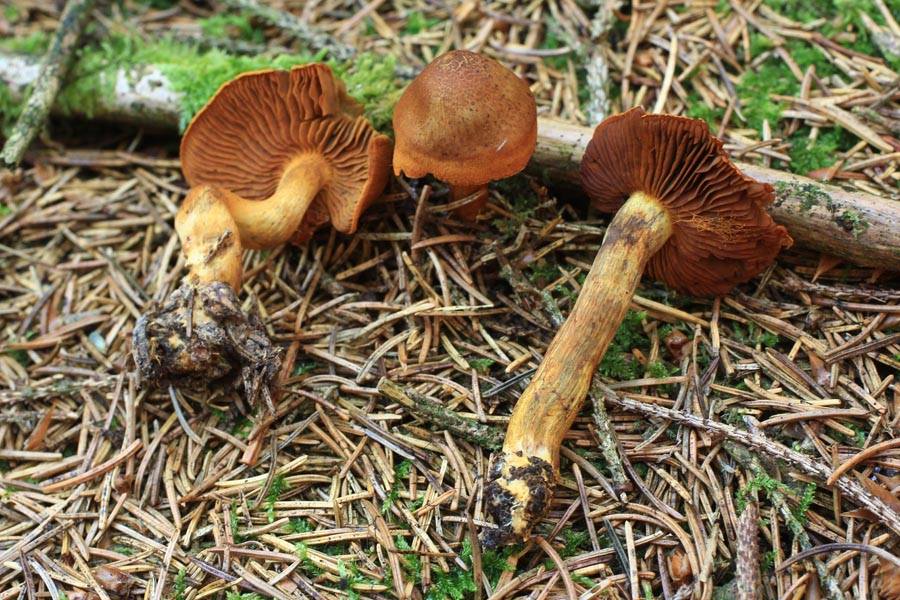 Cortinarius phoeniceus