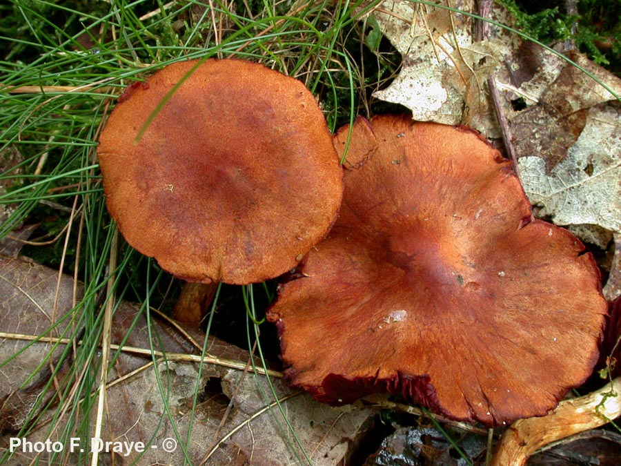 Cortinarius phoeniceus