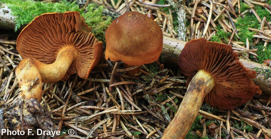 Cortinarius phoeniceus