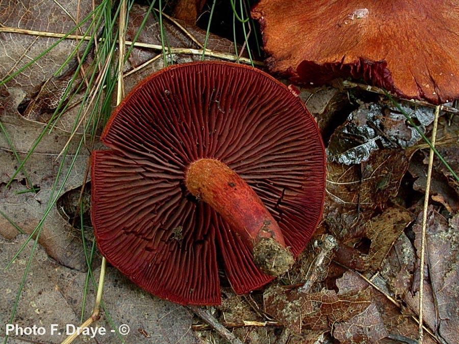 Cortinarius phoeniceus