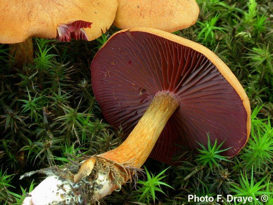 Cortinarius phoeniceus