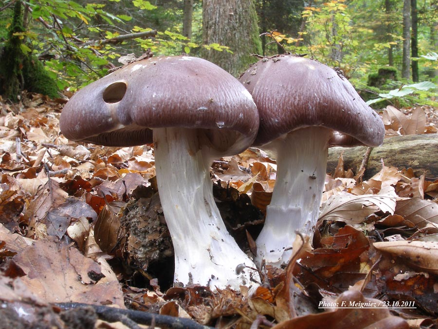 Cortinarius praestans