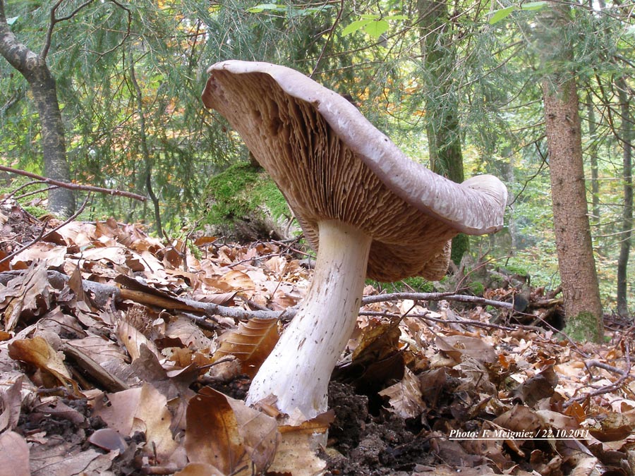 Cortinarius praestans