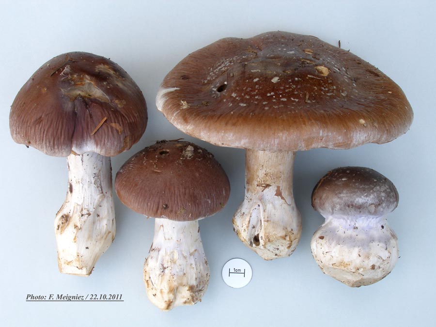 Cortinarius praestans