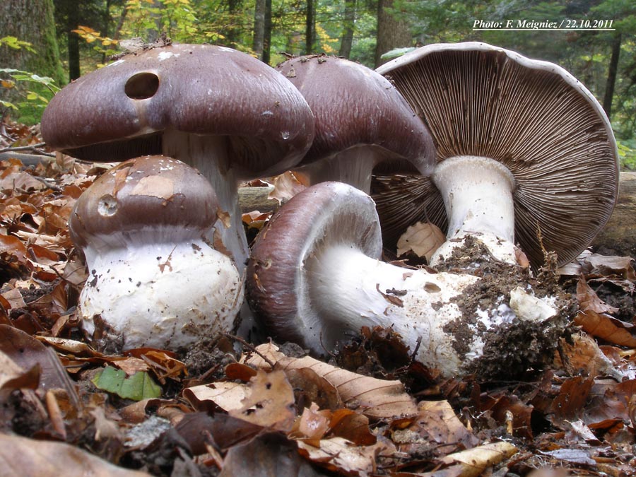 Cortinarius praestans