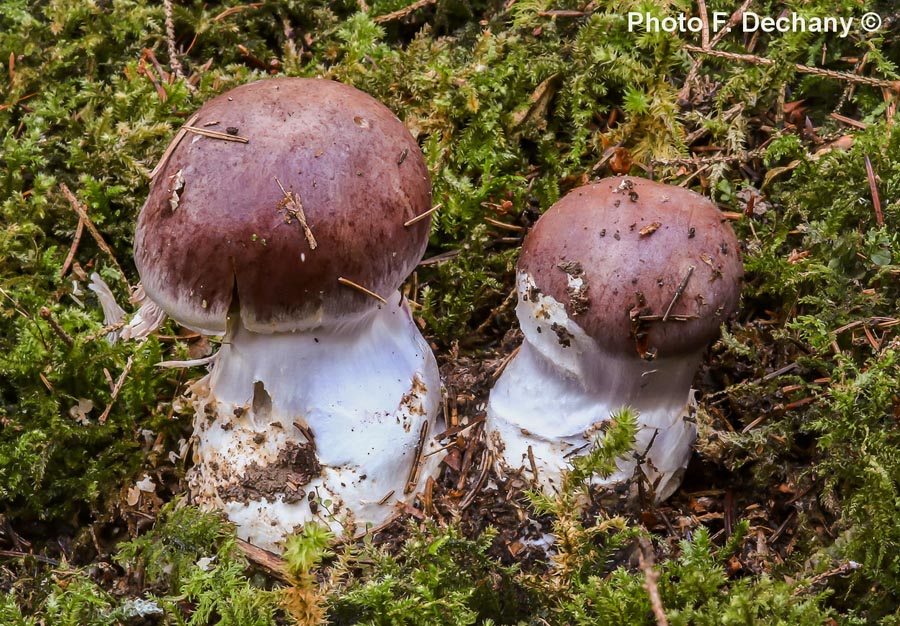 Cortinarius praestans