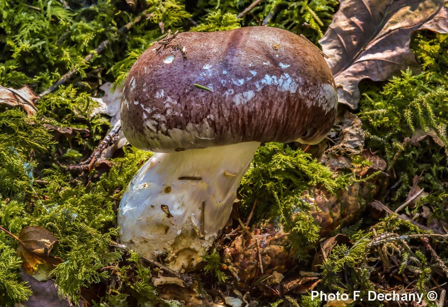 Cortinarius praestans