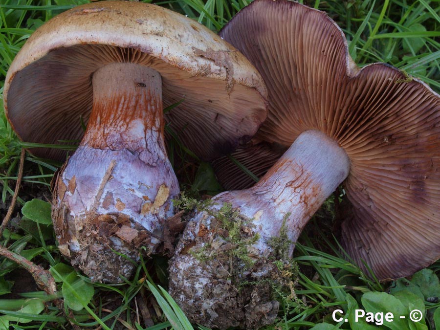 Cortinarius purpurascens var largusoides