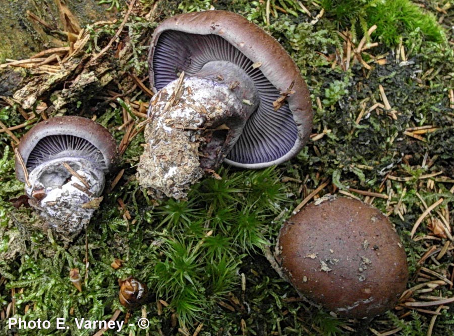 Cortinarius purpurascens