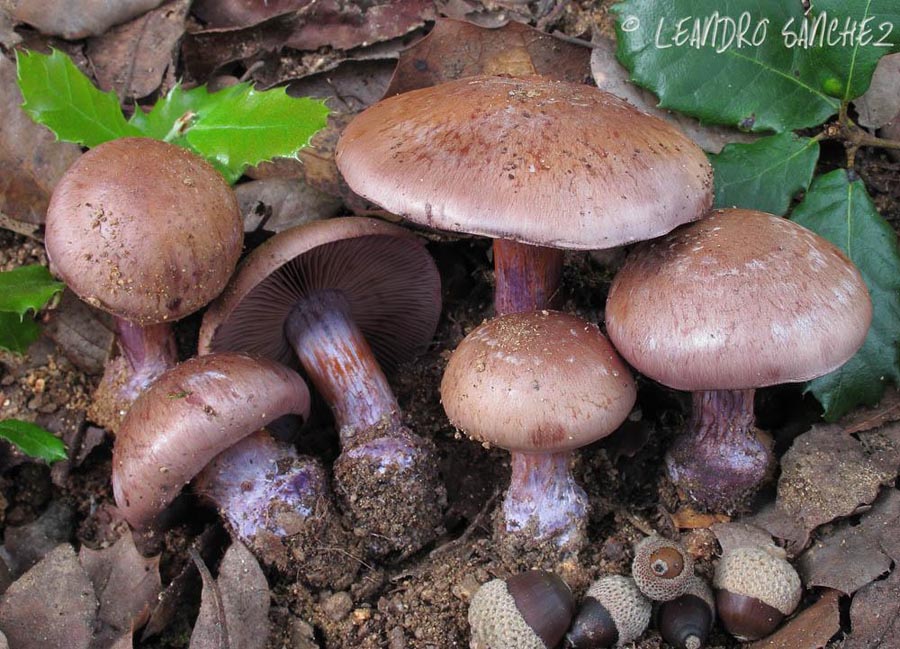 Cortinarius purpurascens