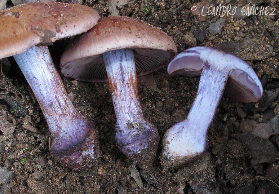 Cortinarius purpurascens