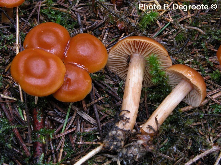 Cortinarius renidens