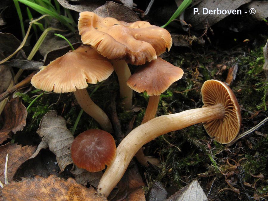 Cortinarius rigens