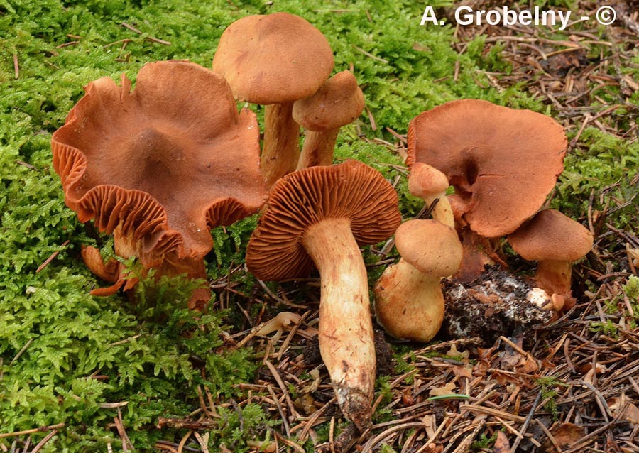 Cortinarius rubellus