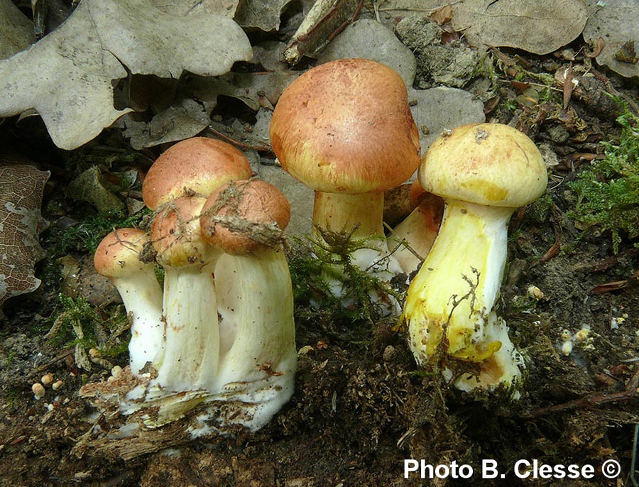 Cortinarius rubicundulus